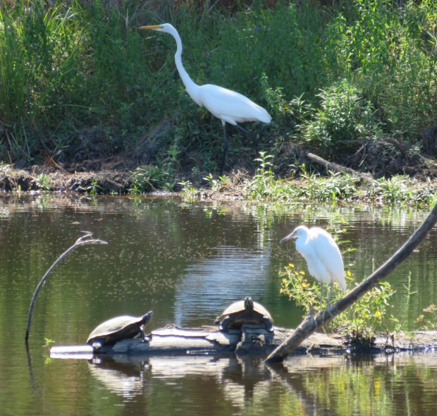 Stately Great Egret passes behind immature Little Blue Heron and some Red-eared Sliders.