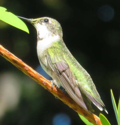 Ruby-throated Hummingbird sub-adult.