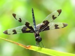 banded pennant