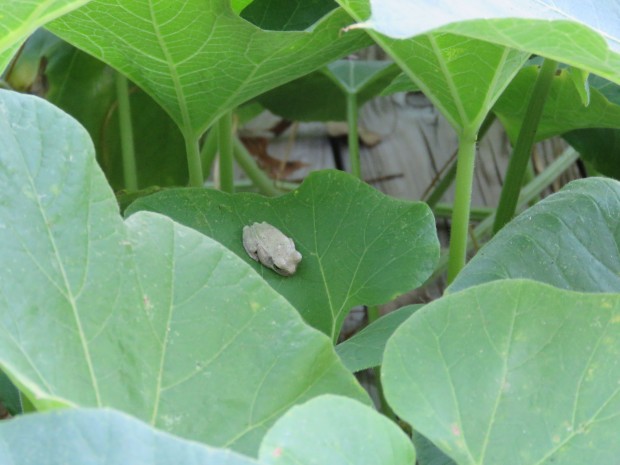 treefrog on leaf