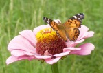 amer painted lady