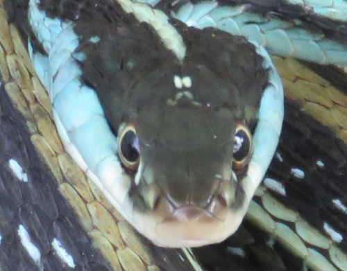 Tiny white dots on the crown of the head are distinguishing features of Thamnophis.