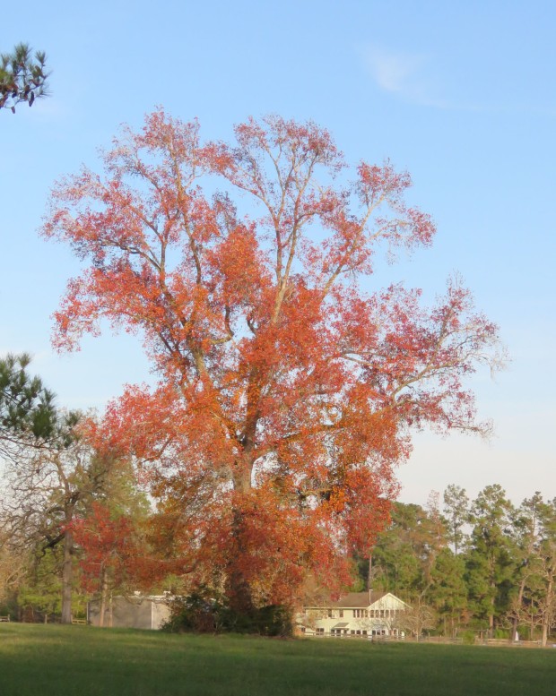 Belated fall color in a sweet gum tree.