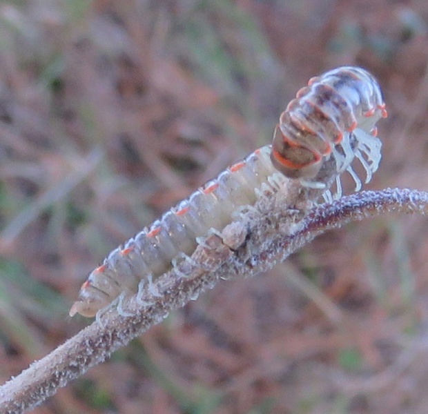 A young millipede at the end of a branch. All the leaves were eaten and I think I know who ate them.