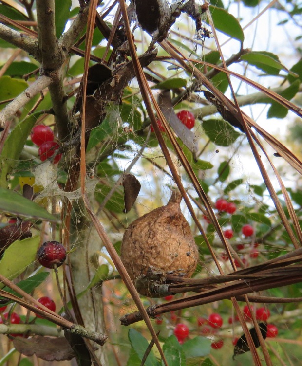 Spider egg sac in a yaupon shrub.