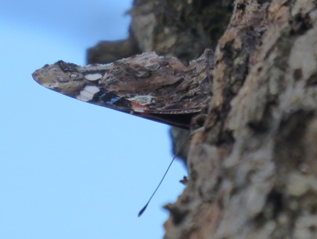 Two Red Admiral butterflies, and a lot of flies and wasps were drawn to sap dripping from a sapsucker's holes in an oak.