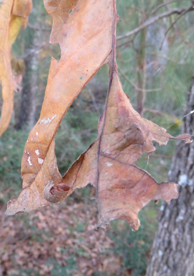 A small spider finds shelter in the curl of a dead leaf.