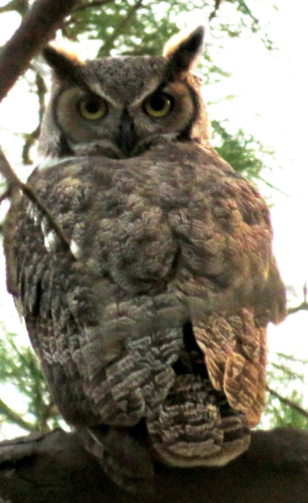 Calm stare of a Great Horned Owl. Notice that its back is facing us and it has turned its head around 180 degrees.