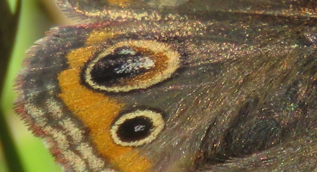 Close-up of the wing scales.
