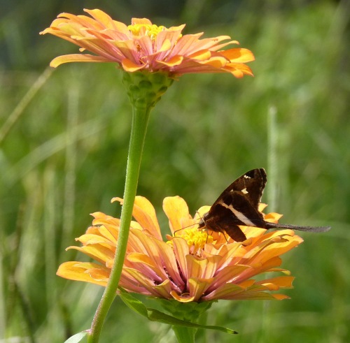 White-striped Longtail on zinnia.