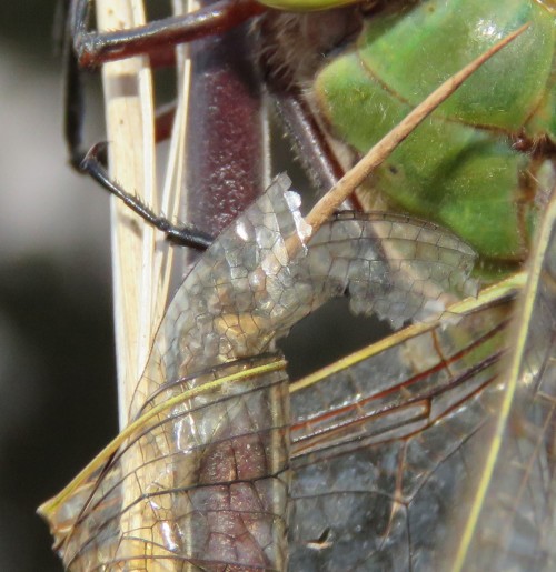 Close-up of the wing wrapped around the thorn.