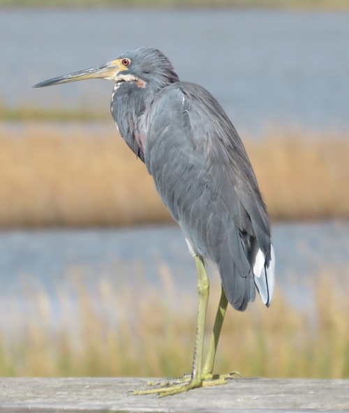 Tri-colored Heron, perched on the fence of our first stop.