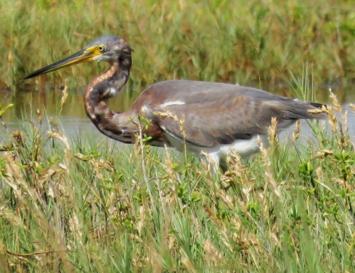 Another Tri-colored Heron, out in the marsh grasses.