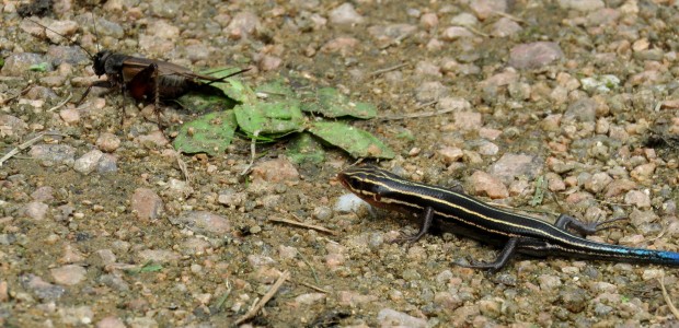 Five-lined skink following cricket.
