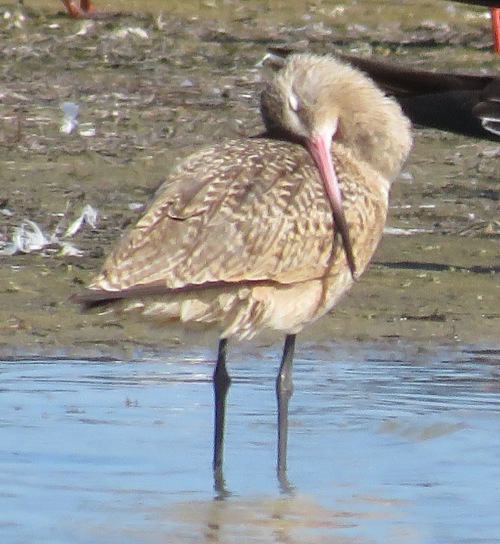 In the midst of all the bird ruckus, a Marbled Godwit catches a few winks.