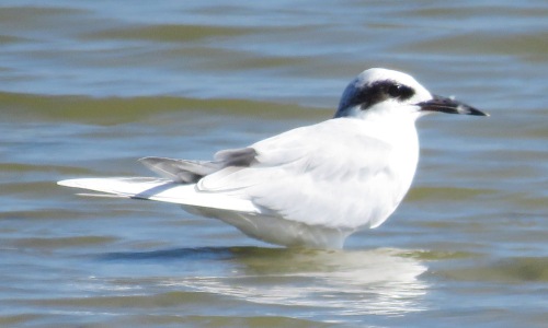 A delicate Forsters Tern.