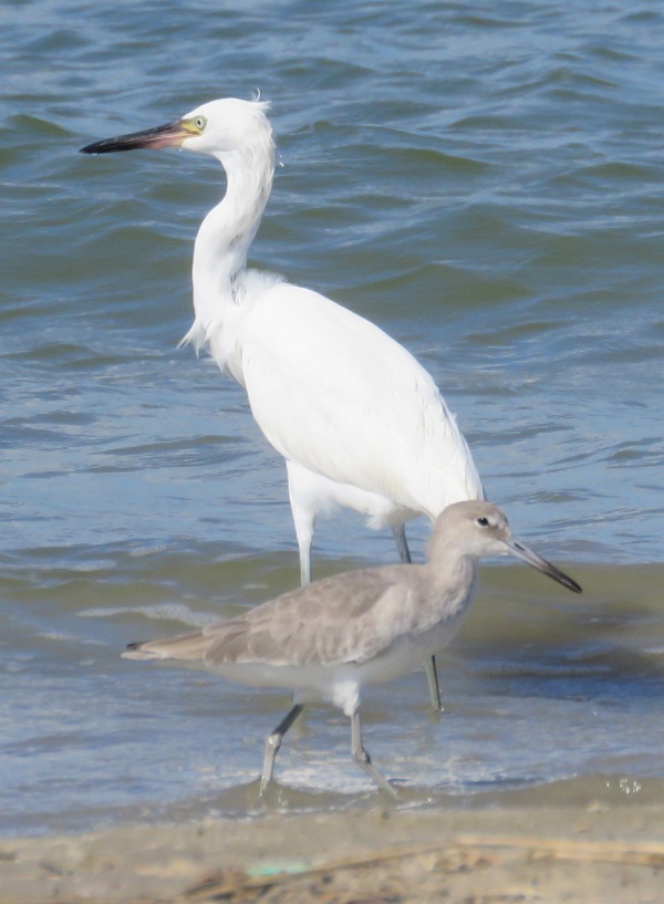 Reddish Egret (white morph) and Willet.