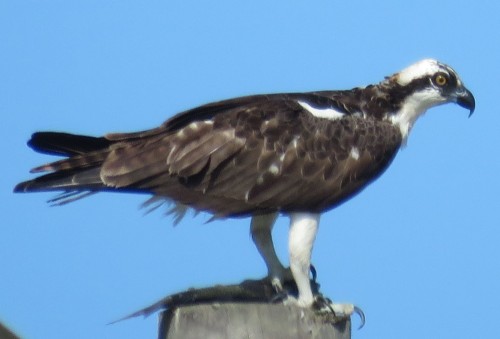 An Osprey with a fish, on top of a power pole.