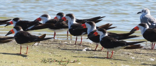 Black Skimmers were there by the hundreds.