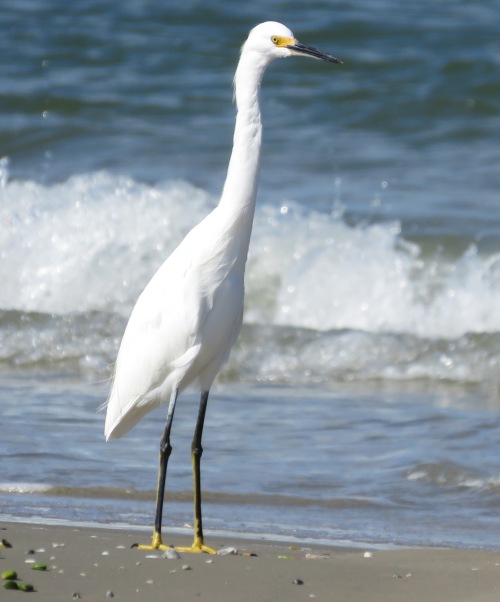 A Snowy Egret posing by the waves.