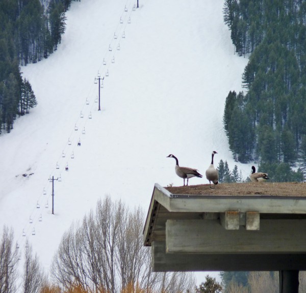 I love this photo because it looks like the geese are studying the ski lift...