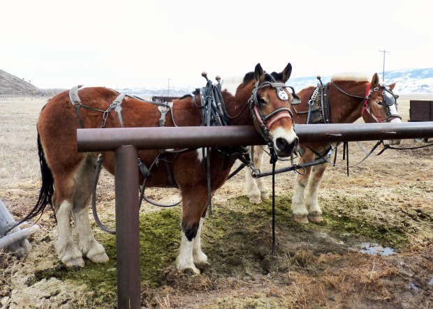It was too warm for sleighs, so the draft horses pulled wagons for our tour.