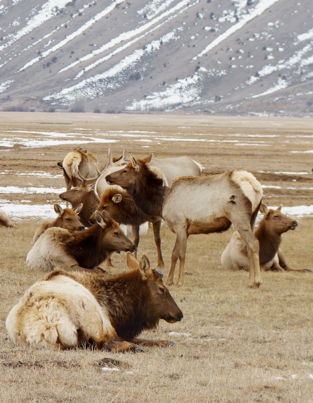 Dozens of elk on the refuge.