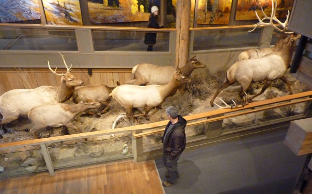 The mounts in the museum ensure that visitors can get an idea of what elk look like, even in summer when they are up in the mountains. (They wouldn't all fit in one shot.)