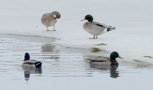 Mallards in the icy pond.