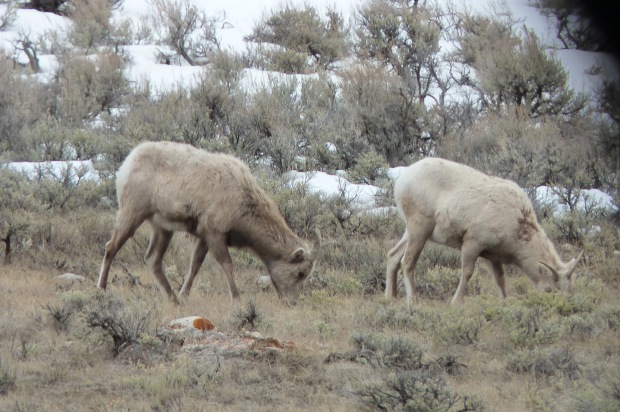 Rocky Mountain bighorn sheep ewes.