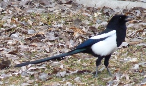 A better picture of a magpie, taken a few days later.