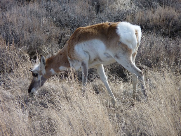A pronghorn we saw somewhere in western Wyoming.
