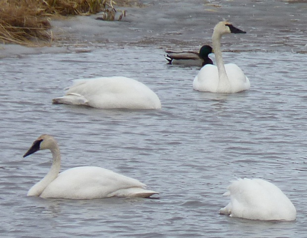 Four of the swans.