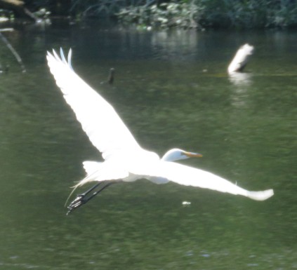 Great Egret flying.