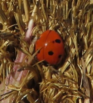 Some sort of Lady Beetle.
