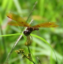 eastern amberwing dragonfly