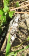 well-camouflaged grasshopper
