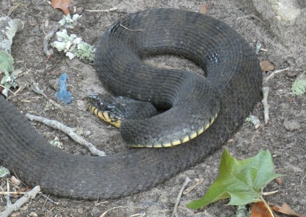 Yellow-bellied Water Snake, Nerodia erthrogaster