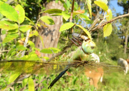 dragonfly eating a smaller dragonfly