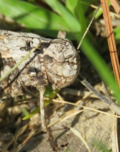 grasshopper face close-up