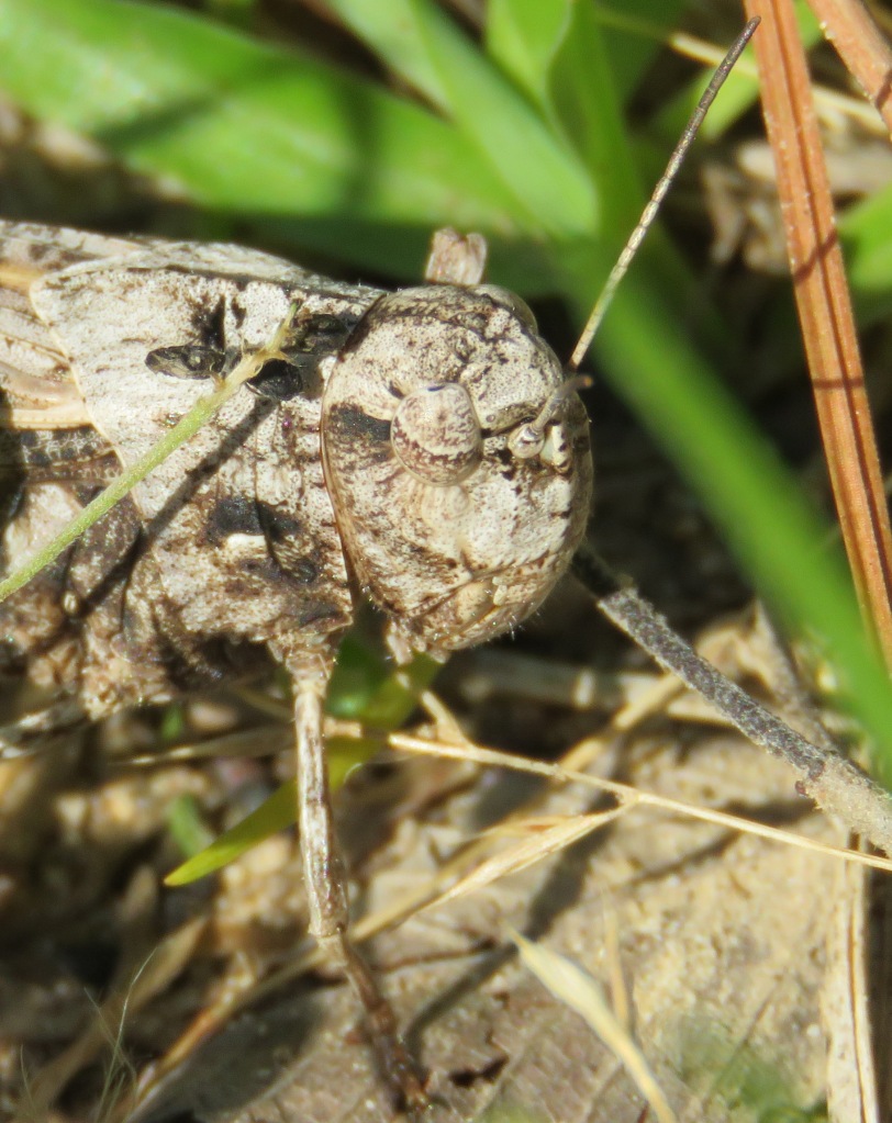 grasshopper face close-up