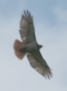 blurry picture of a red-tailed hawk