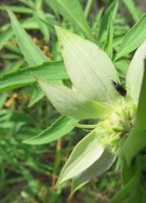 black insect on monarda plant