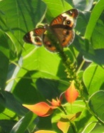 buckeye butterfly on tallow tree