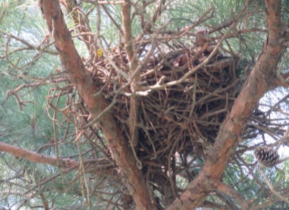 abandoned nest