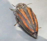 red and brown striped insect