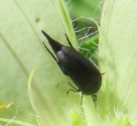 tiny black insect