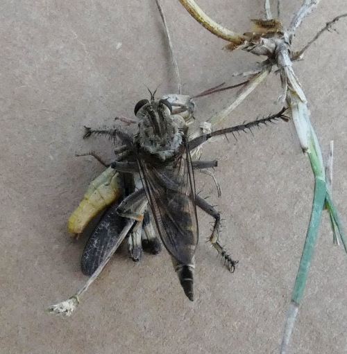 robber fly and grasshopper