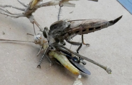 robber fly and grasshopper
