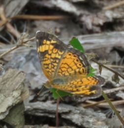 Pearl Crescent, Phycoides tharos